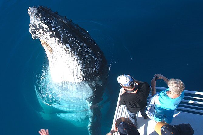 Hervey Bay Whale Watching Experience - What Travelers Say