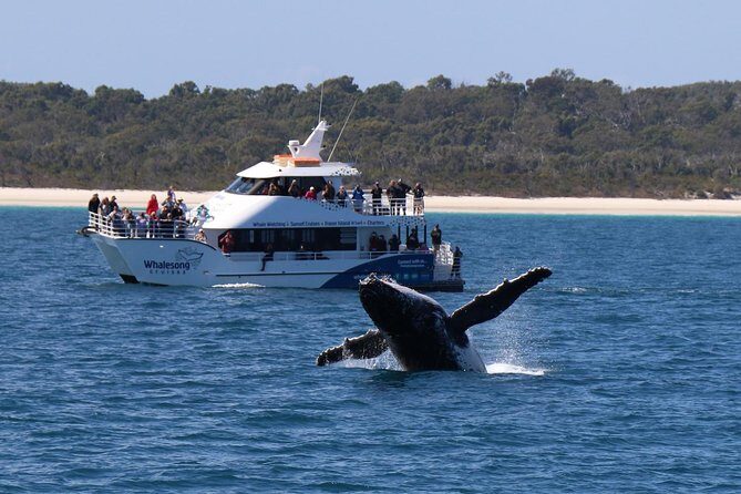 Hervey Bay Whale Watching Experience - The Real Value of the Tour