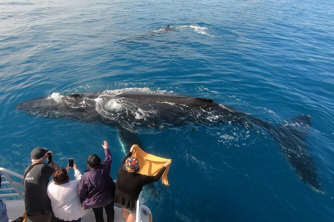 Hervey Bay Whale Watching Experience - The Sum Up: Who is This Tour Best For?