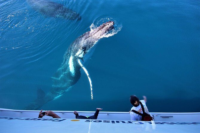 Hervey Bay Whale Watching Experience - Frequently Asked Questions