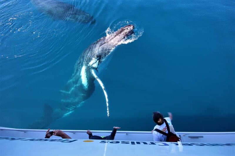 Hervey Bay: Whalesong's Half-Day Whale Watching Cruise& Meal - Key Points