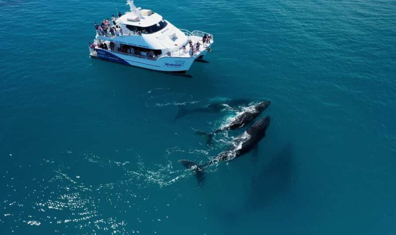 Hervey Bay: Whalesong's Half-Day Whale Watching Cruise& Meal - The Experience from a Traveler’s Perspective