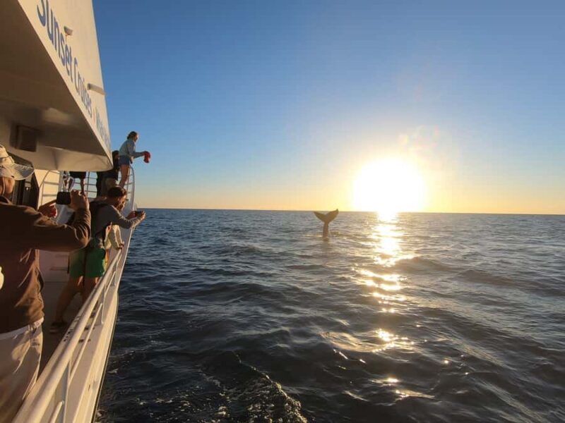 Hervey Bay: Whalesong's Half-Day Whale Watching Cruise& Meal - Who Is This Tour Best For?
