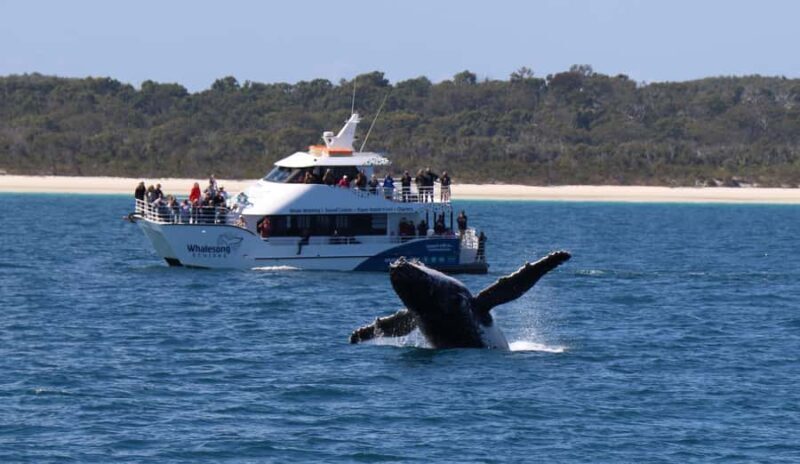 Hervey Bay: Whalesong's Half-Day Whale Watching Cruise& Meal - Final Takeaway