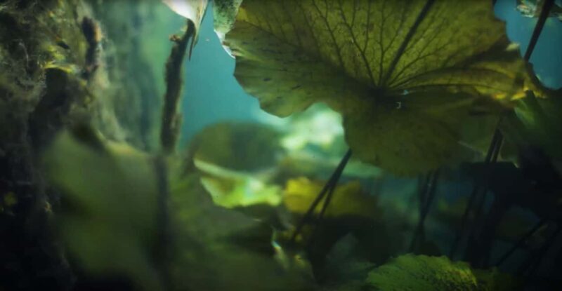 Hévíz Wellness Escape: Thermal Lake Day Trip from Budapest - Who Will Love This Tour?