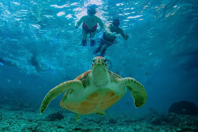 Hidden Cenote Swim: Snorkeling, Sea Turtles and Beachside Lunch - Exploring the Tour in Detail