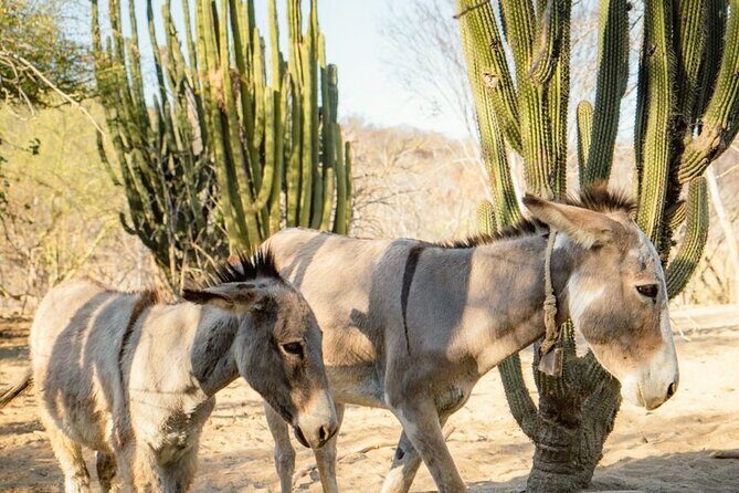 Hidden Gems of Sierra Laguna: El Triunfo and Natural Springs. - A Detailed Look at the Tour