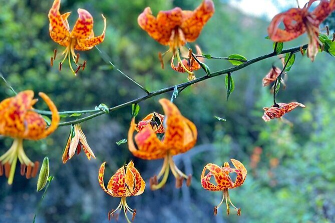 Hidden Grotto Waterfall eMTB & Hiking Adventure Malibu (Beginner) - Who Will Love This Tour?