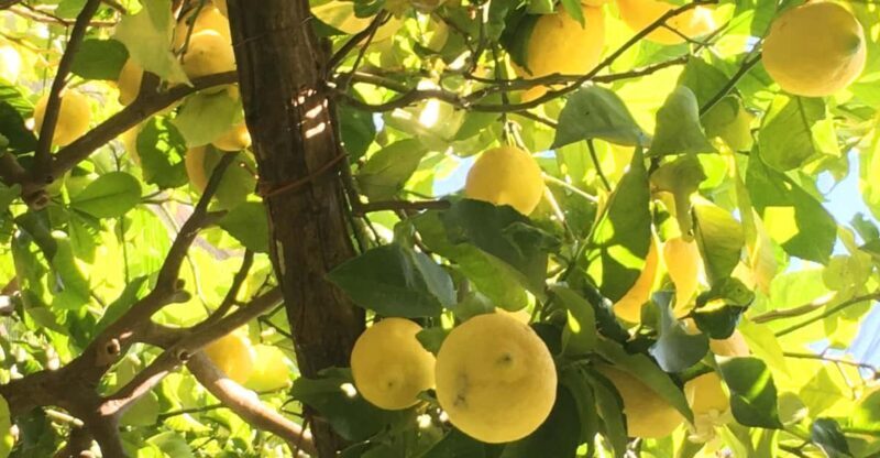 Hidden Lemon Tour & Tasting in the Amalfi Organic Lemon Farm - A Closer Look at the Amalfi Organic Lemon Farm Tour