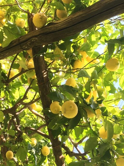 Hidden Lemon Tour & Tasting in the Amalfi Organic Lemon Farm - Who Would Love This Tour?