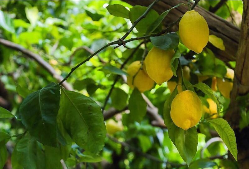 Hidden Lemon Tour & Tasting in the Amalfi Organic Lemon Farm - FAQ