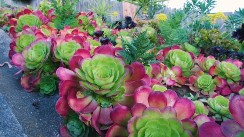 Hidden Stairways of San Francisco - What to Keep in Mind Before Booking