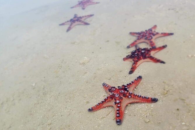 Hideaway Island Escape, Blue Lagoon and Turtle Experience - Key Points