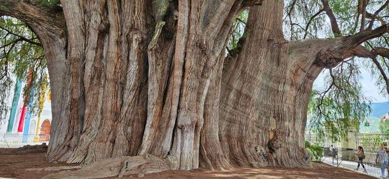 Hierve el agua: A Day of Adventure, Culture, and Flavor - A Deep Dive into the Tour Experience