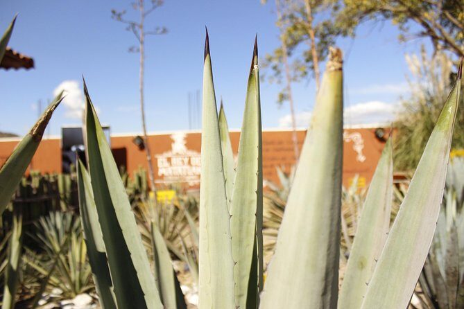 Hierve el Agua, Teotitlán del Valle, mezcal, el tule, desde Oaxaca - Potential Downsides to Keep in Mind