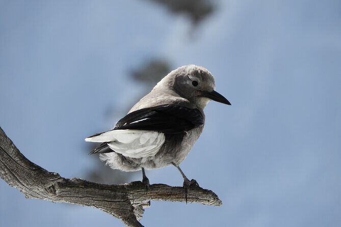 High Country Birding Hike and Hot Spring Soak from Denver - Who Is This Tour Best For?