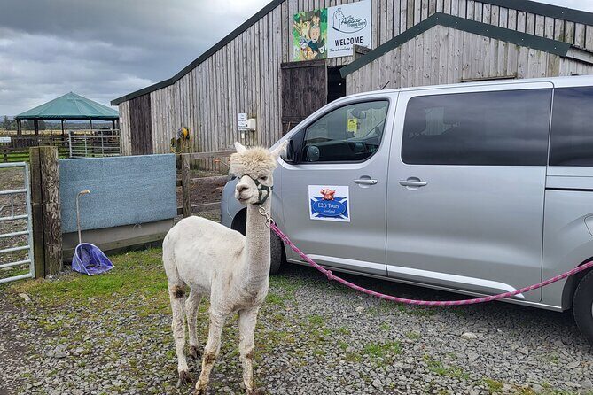 Highland Cows, Walk Alpacas & Visit a Scottish Wildlife Centre - A Detailed Look at the Experience