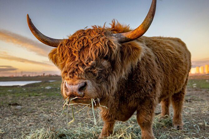 Highland Lochs & Castles Tour to Oban & Glencoe - Discover the Highland Lochs & Castles Tour to Oban & Glencoe