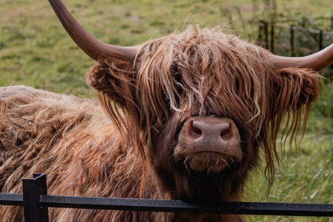 Highlands Cows Glencoe and Castles Private Tour from Glasgow - Glencoe and Rannoch Moor