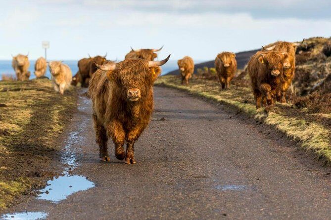 Highlands + Glencoe + Loch Ness Private Tour - What’s Included and What’s Not?