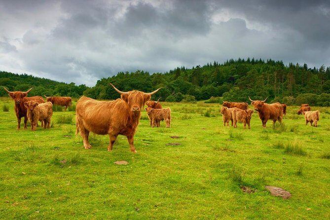 Highlights of Scotland Custom Private Tour With Scottish Local - FAQs