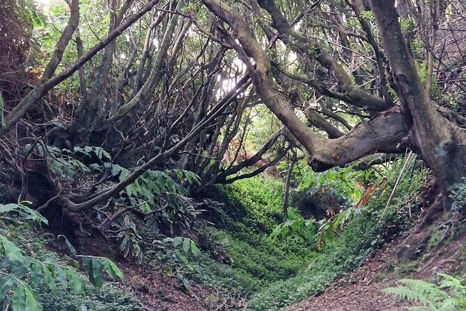 Hike 3 hours Inland Terceira Island - Practical Details and What to Expect