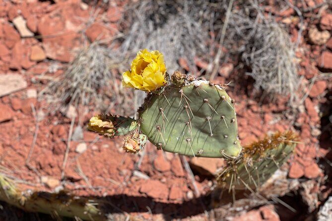 Hike and Heal Couples Relationship in Sedona Healing Red Rocks - Key Points