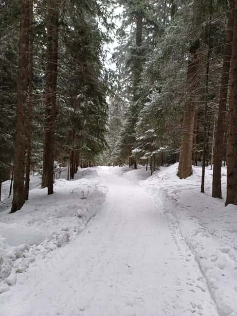 Hike and Sled in Borovets & Visit the Royal Bistritsa Palace - A Deeper Look at the Tour Experience