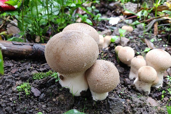 Hike el Camino Real, Latuvi  Lachatao - Transportation & Group Size