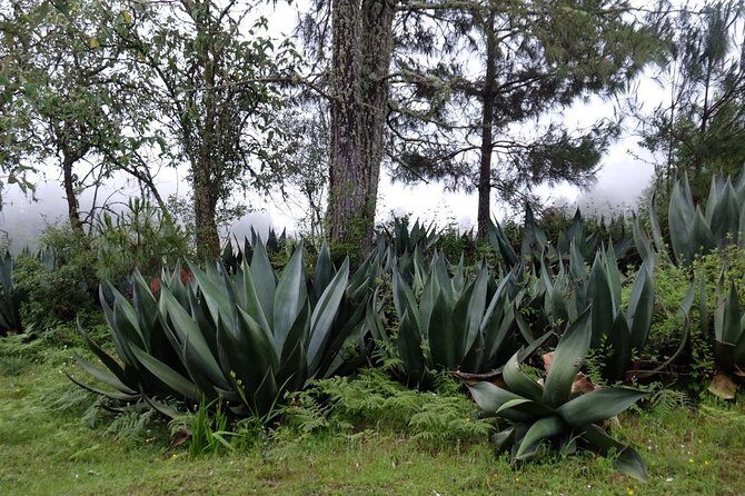 Hike el Camino Real, Latuvi  Lachatao - Why It’s Worth It