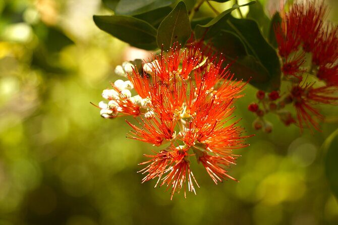 Hike Honolua Ridgeline - The Experience Beyond the Trail