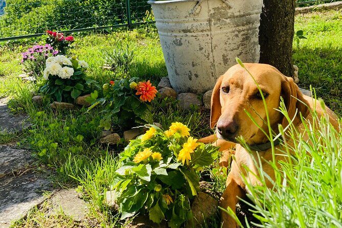 Hike in Blevios Forest for a Private Yoga Class - A Closer Look at the Experience