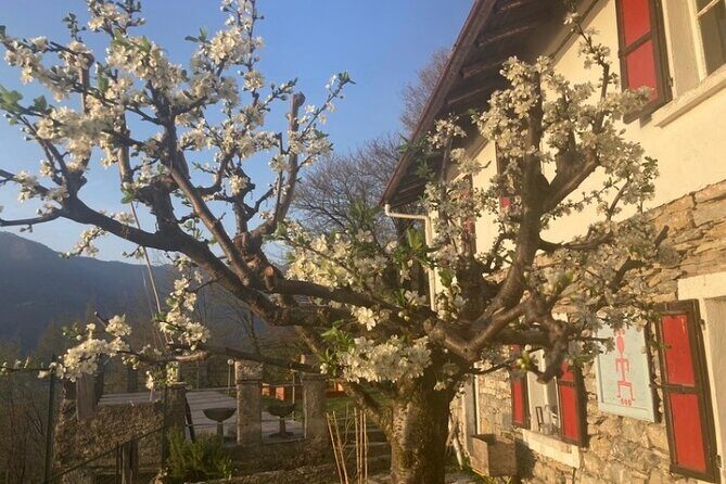 Hike in Blevios Forest for a Private Yoga Class - The Sum Up: Is This Tour Worth It?