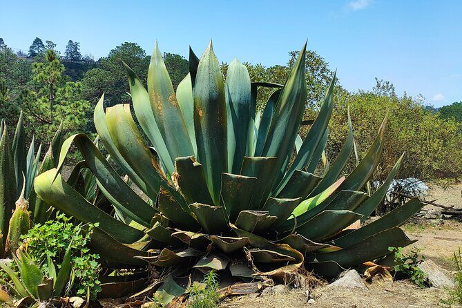 Hike in the Sierra Norte, Cuajimoloyas - Final Thoughts