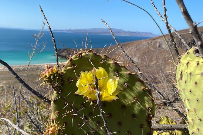 Hike La Paz Balandra Overlook "The most beautiful beach in MX!" - FAQ
