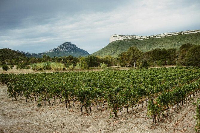 Hike to the top of "Pic Saint Loup", wine & food - Experience Review: Hike to the Top of "Pic Saint Loup," Wine & Food