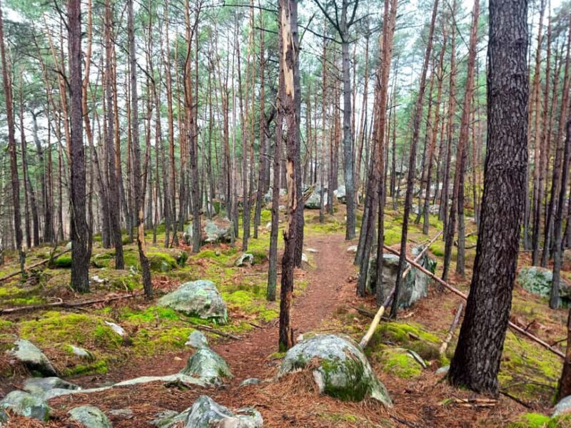Hiking Adventure in the Fontainebleau Forest - Is It Suitable for Everyone?