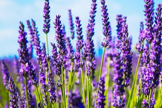 Hiking and Adventure from Napanee to Bon Echo Provincial Park - FAQ