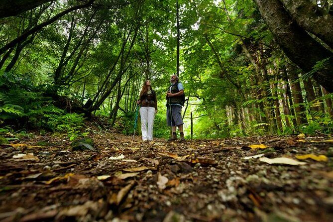 Hiking Faial da Terra + Van Tour Nordeste - An In-Depth Look at the Tour