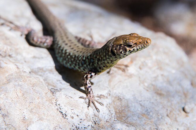 Hiking in Polilimnio Waterfalls - Who Is This Tour Perfect For?