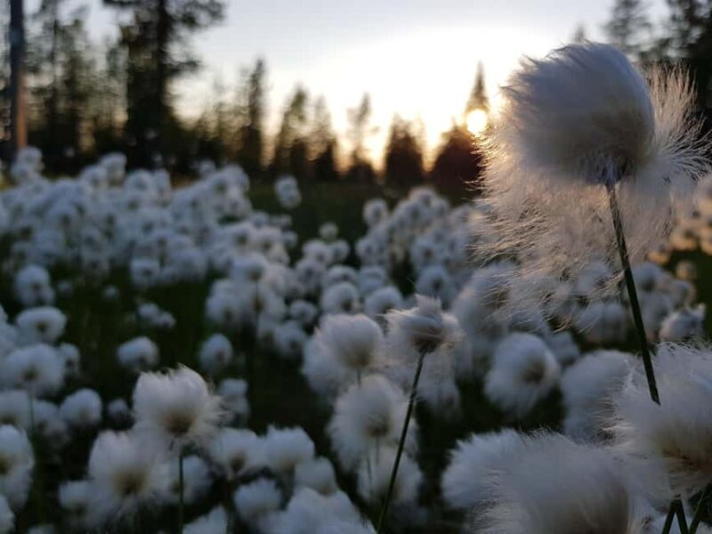 Hiking in Riisitunturi National Park - An Honest Look at the Experience