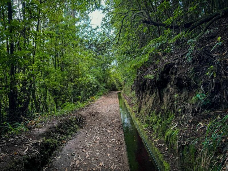 Hiking Madeira: Levada do Rei and the Majestic Laurissilva - Exploring Madeiras’s Levada do Rei and Laurissilva Forest