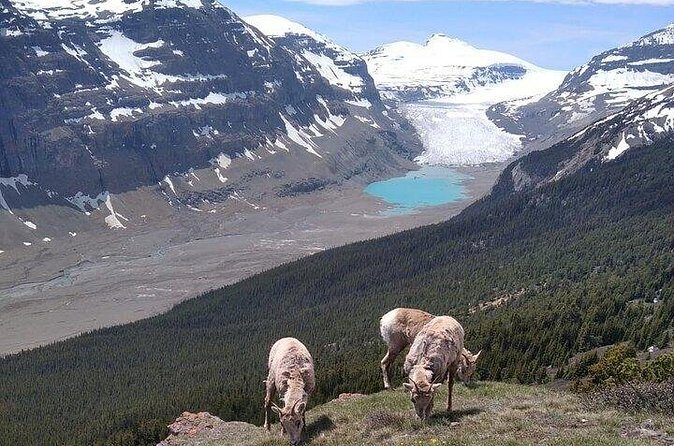 Hiking the Columbia Icefields Region with Your Private Guide - Final Thoughts: Is This Tour Right for You?