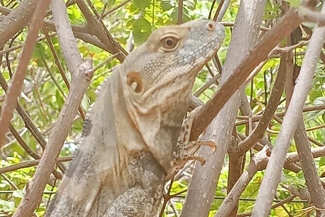 Hiking to Desert Palm Oases of San Carlos with a Biologist - Final Thoughts