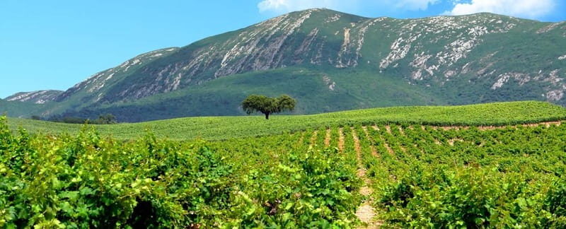 Hiking Tour to the highest point of Arrábida Mountain - Value and Practicalities