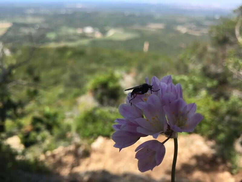 Hiking Tour to Top of Arrabida Mountain - An In-Depth Look at the Arrabida Mountain Hike