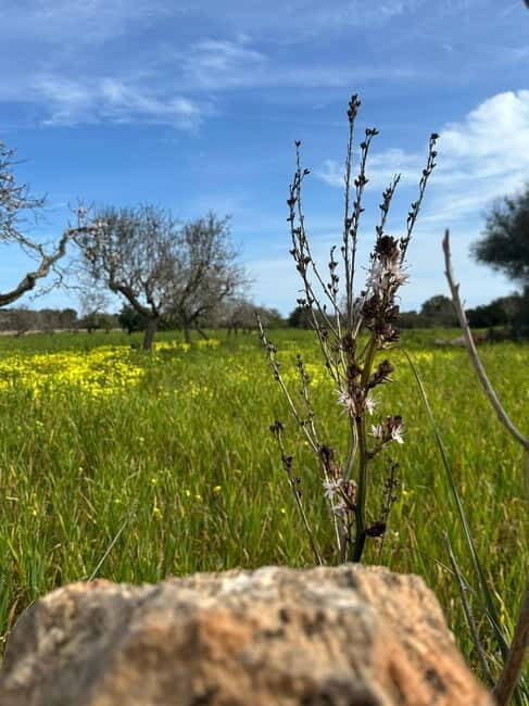 Hiking tour with a dream view of the former monastery of Sant Salvador, 3-4 hours. - Final Thoughts