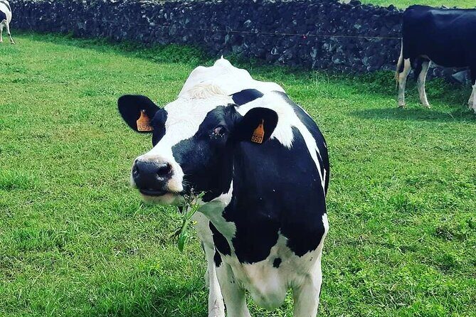 Hiking Trail Baías da Agualva | Terceira Island - FAQ