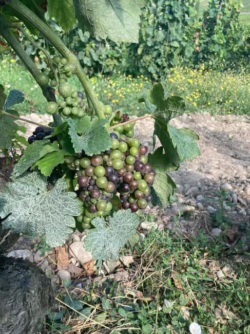 Hiking & Wine between Côte-Rôtie and Condrieu - Who Should Consider This Tour?