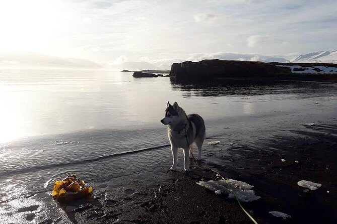 Hiking with Husky in Akureyri (private) - Introduction to the Husky Hiking Experience